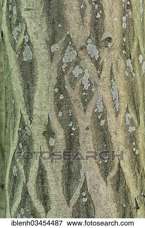 "Bark of a European Hornbeam (Carpinus betulus), Stovern Forest, Salzbergen, Emsland, Lower Saxony, Germany, Europe" View Large Photo Image Stock Photo - "Bark of a European Hornbeam (Carpinus betulus), Stovern Forest, Salzbergen, Emsland, Lower Saxony, Germany, Europe". Fotosearch