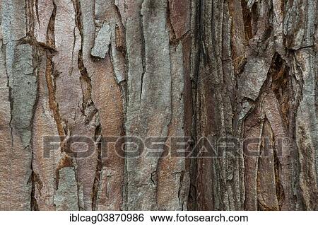 Stock Photograph - "Bark of a Giant Sequoia (Sequoiadendron giganteum), native to California, Botanical Garden, Frankfurt am Main, Hesse, Germany, Europe". Fotosearch
