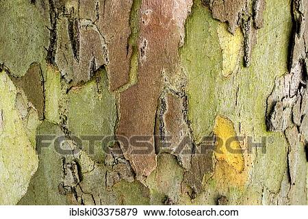 "Bark of a London plane, London planetree or hybrid plane (Platanus x acerifolia), Upper Bavaria, Bavaria, Germany, Europe" View Large Photo Image Stock Photo - "Bark of a London plane, London planetree or hybrid plane (Platanus x acerifolia), Upper Bavaria, Bavaria, Germany, Europe". Fotosearch