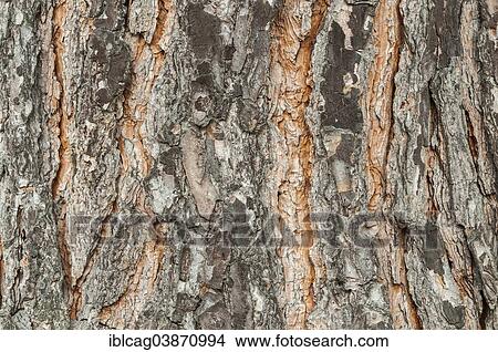 Picture - "Bark of a pine tree (Pinius pinea), Palm Garden, Frankfurt am Main, Hesse, Germany, Europe". Fotosearch