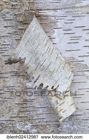 Bark of a Silver Birch (Betula pendula, Betula verrucosa), Haren, Emsland, Lower Saxony, Germany, Europe View Large Photo Image Stock Photo - Bark of a Silver Birch (Betula pendula, Betula verrucosa), Haren, Emsland, Lower Saxony, Germany, Europe. Fotosearch