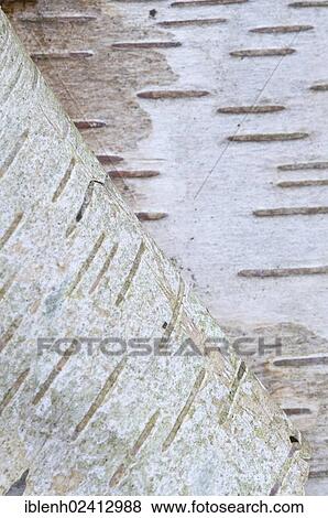 Bark of a Silver Birch (Betula pendula, Betula verrucosa), Haren, Emsland, Lower Saxony, Germany, Europe View Large Photo Image Stock Photo - Bark of a Silver Birch (Betula pendula, Betula verrucosa), Haren, Emsland, Lower Saxony, Germany, Europe. Fotosearch