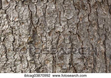 "Bark of a Sycamore (Acer pseudoplatanus), Palm Garden, Frankfurt am Main, Hesse, Germany, Europe" View Large Photo Image Stock Image - "Bark of a Sycamore (Acer pseudoplatanus), Palm Garden, Frankfurt am Main, Hesse, Germany, Europe". Fotosearch