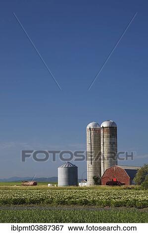 "Barley and potato field with a farm building and two grain silos, Saint-Jean, Ile d'Orleans, Quebec, Canada, North America" View Large Photo Image Stock Photo - "Barley and potato field with a farm building and two grain silos, Saint-Jean, Ile d'Orleans, Quebec, Canada, North America". Fotosearch