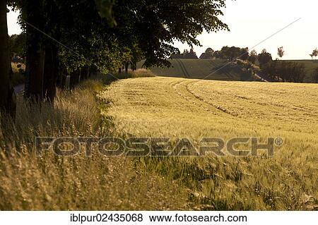 "Barley field (Hordeum vulgare) in summer, with tree-lined edge of the field, Neckanitz, Lommatzsch, Saxony, Germany, Europe" View Large Photo Image Stock Photo - "Barley field (Hordeum vulgare) in summer, with tree-lined edge of the field, Neckanitz, Lommatzsch, Saxony, Germany, Europe". Fotosearch