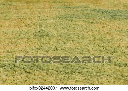 "Barley field (Hordeum vulgare), Tyrol, Austria, Europe" View Large Photo Image Stock Photo - "Barley field (Hordeum vulgare), Tyrol, Austria, Europe". Fotosearch