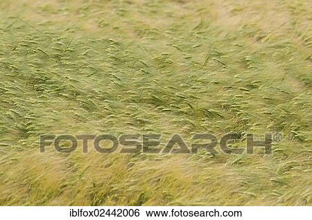 Stock Photograph - "Barley field (Hordeum vulgare), Tyrol, Austria, Europe". Fotosearch