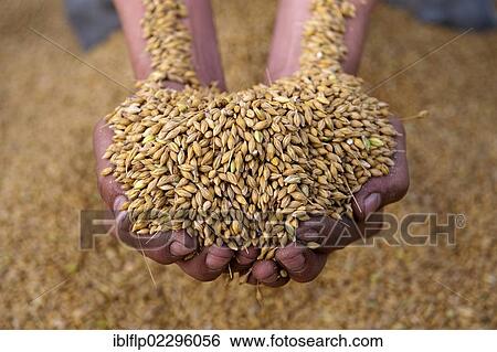 Stock Photograph - "Barley (Hordeum vulgare) crop, farmer holding handful of harvested seed, England, United Kingdom, Europe". Fotosearch