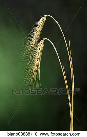 "Barley (Hordeum vulgare), Tyrol, Austria, Europe" View Large Photo Image Stock Photo - "Barley (Hordeum vulgare), Tyrol, Austria, Europe". Fotosearch