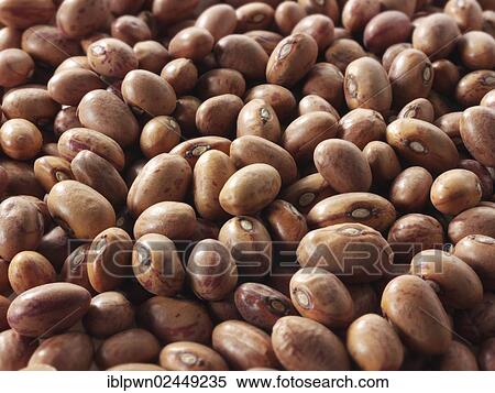 Barlotti beans View Large Photo Image Stock Photography - Barlotti beans. Fotosearch