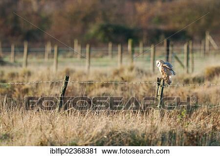 "Barn Owl (Tyto alba), adult, drying wings, perched on fence post in rough grassland habitat, Isle of Sheppey, Kent, England, United Kingdom, Europe" View Large Photo Image Stock Image - "Barn Owl (Tyto alba), adult, drying wings, perched on fence post in rough grassland habitat, Isle of Sheppey, Kent, England, United Kingdom, Europe". Fotosearch