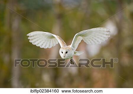 "Barn Owl (Tyto alba), adult, in flight, Suffolk, England, United Kingdom, Europe" View Large Photo Image Stock Image - "Barn Owl (Tyto alba), adult, in flight, Suffolk, England, United Kingdom, Europe". Fotosearch