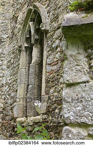 "Barn Owl (Tyto alba), adult, looking out from disused church window, captive, Suffolk, England, United Kingdom, Europe" View Large Photo Image Picture - "Barn Owl (Tyto alba), adult, looking out from disused church window, captive, Suffolk, England, United Kingdom, Europe". Fotosearch