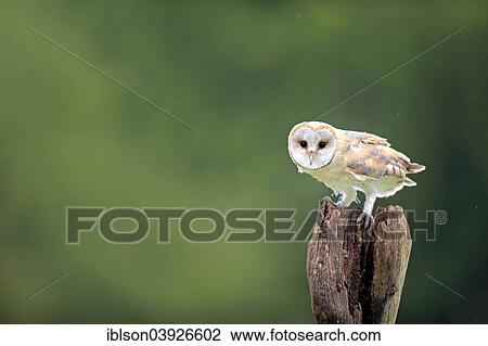 "Barn Owl (Tyto alba), adult, perched, Eifel, Germany, Europe" View Large Photo Image Stock Image - "Barn Owl (Tyto alba), adult, perched, Eifel, Germany, Europe". Fotosearch