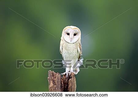 "Barn Owl (Tyto alba), adult, perched, Eifel, Germany, Europe" View Large Photo Image Stock Photo - "Barn Owl (Tyto alba), adult, perched, Eifel, Germany, Europe". Fotosearch