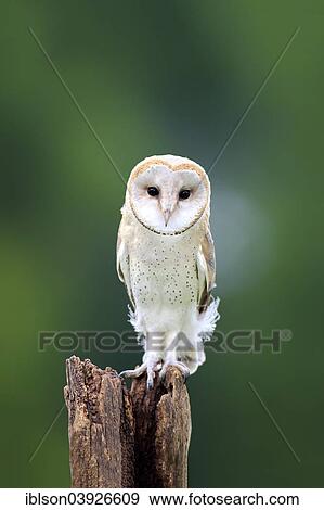 "Barn Owl (Tyto alba), adult, perched, Eifel, Germany, Europe" View Large Photo Image Stock Photo - "Barn Owl (Tyto alba), adult, perched, Eifel, Germany, Europe". Fotosearch