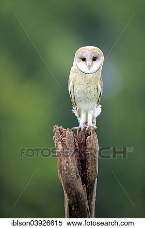 "Barn Owl (Tyto alba), adult, perched, Eifel, Germany, Europe" View Large Photo Image Stock Photography - "Barn Owl (Tyto alba), adult, perched, Eifel, Germany, Europe". Fotosearch