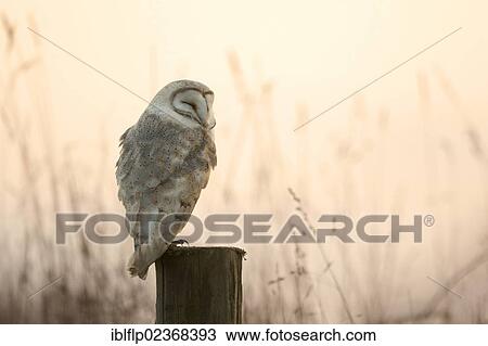 "Barn Owl (Tyto alba), adult, sleeping on post at dusk, Norfolk, England, United Kingdom, Europe" View Large Photo Image Stock Image - "Barn Owl (Tyto alba), adult, sleeping on post at dusk, Norfolk, England, United Kingdom, Europe". Fotosearch