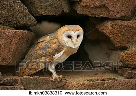 Stock Image - "Barn Owl (Tyto alba), captive, Czech Republic, Europe". Fotosearch