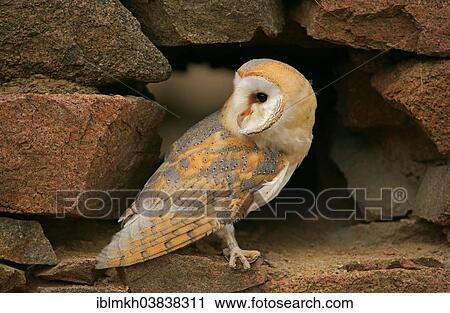 "Barn Owl (Tyto alba), captive, Czech Republic, Europe" View Large Photo Image Stock Image - "Barn Owl (Tyto alba), captive, Czech Republic, Europe". Fotosearch