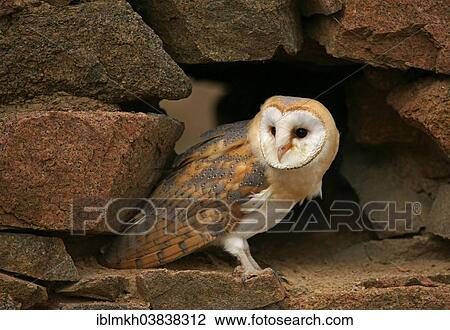 "Barn Owl (Tyto alba), captive, Czech Republic, Europe" View Large Photo Image Stock Image - "Barn Owl (Tyto alba), captive, Czech Republic, Europe". Fotosearch