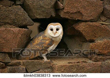 "Barn Owl (Tyto alba), captive, Czech Republic, Europe" View Large Photo Image Stock Image - "Barn Owl (Tyto alba), captive, Czech Republic, Europe". Fotosearch