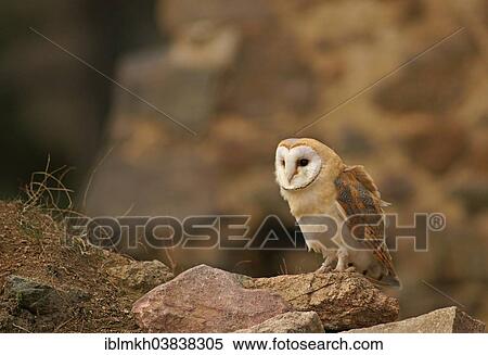 "Barn Owl (Tyto alba), captive, Czech Republic, Europe" View Large Photo Image Stock Photography - "Barn Owl (Tyto alba), captive, Czech Republic, Europe". Fotosearch