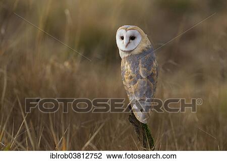 "Barn Owl (Tyto alba), Czech Republic, Europe" View Large Photo Image Stock Image - "Barn Owl (Tyto alba), Czech Republic, Europe". Fotosearch
