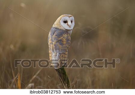 "Barn Owl (Tyto alba), Czech Republic, Europe" View Large Photo Image Stock Image - "Barn Owl (Tyto alba), Czech Republic, Europe". Fotosearch