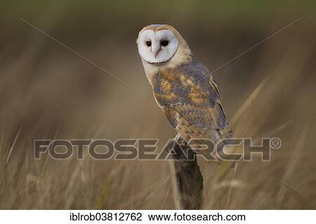 "Barn Owl (Tyto alba), Czech Republic, Europe" View Large Photo Image Stock Image - "Barn Owl (Tyto alba), Czech Republic, Europe". Fotosearch