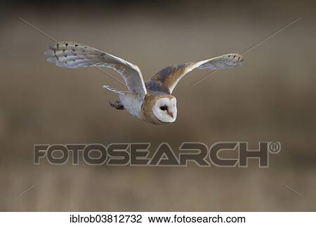 "Barn Owl (Tyto alba) in flight, Czech Republic, Europe" View Large Photo Image Stock Image - "Barn Owl (Tyto alba) in flight, Czech Republic, Europe". Fotosearch
