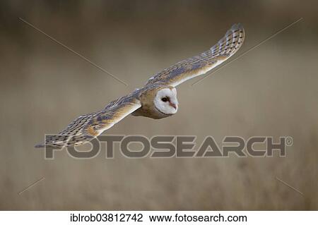 "Barn Owl (Tyto alba) in flight, Czech Republic, Europe" View Large Photo Image Stock Image - "Barn Owl (Tyto alba) in flight, Czech Republic, Europe". Fotosearch
