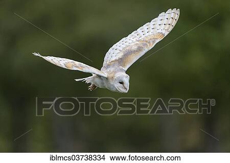"Barn Owl (Tyto alba) in flight, Wildpark Neuhaus, Neuhaus im Solling, Lower Saxony, Germany, Europe" View Large Photo Image Picture - "Barn Owl (Tyto alba) in flight, Wildpark Neuhaus, Neuhaus im Solling, Lower Saxony, Germany, Europe". Fotosearch