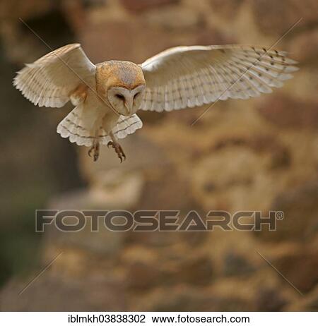 Stock Image - "Barn Owl (Tyto alba) in flight, captive, Czech Republic, Europe". Fotosearch
