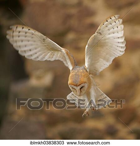 Stock Image - "Barn Owl (Tyto alba) in flight, captive, Czech Republic, Europe". Fotosearch