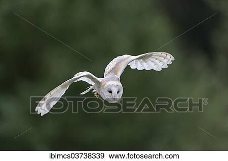 "Barn Owl (Tyto alba) in flight, Wildpark Neuhaus, Neuhaus im Solling, Lower Saxony, Germany, Europe" View Large Photo Image Stock Photo - "Barn Owl (Tyto alba) in flight, Wildpark Neuhaus, Neuhaus im Solling, Lower Saxony, Germany, Europe". Fotosearch