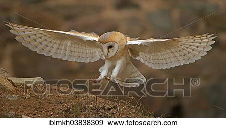 "Barn Owl (Tyto alba) in flight, captive, Czech Republic, Europe" View Large Photo Image Stock Photo - "Barn Owl (Tyto alba) in flight, captive, Czech Republic, Europe". Fotosearch