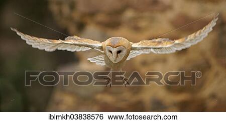 "Barn Owl (Tyto alba) in flight, captive, Czech Republic, Europe" View Large Photo Image Stock Photograph - "Barn Owl (Tyto alba) in flight, captive, Czech Republic, Europe". Fotosearch