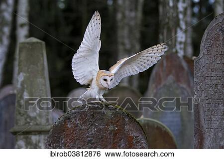 Barn Owl Tyto Alba Landing On A Grave Stone Czech Republic