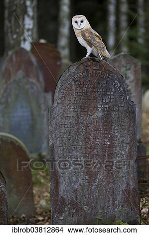 "Barn Owl (Tyto alba) on a grave stone, Czech Republic, Europe" View Large Photo Image Picture - "Barn Owl (Tyto alba) on a grave stone, Czech Republic, Europe". Fotosearch