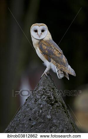 "Barn Owl (Tyto alba) on a grave stone, Czech Republic, Europe" View Large Photo Image Stock Image - "Barn Owl (Tyto alba) on a grave stone, Czech Republic, Europe". Fotosearch