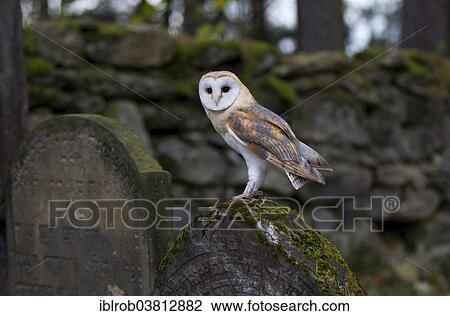 "Barn Owl (Tyto alba) on a grave stone, Czech Republic, Europe" View Large Photo Image Stock Image - "Barn Owl (Tyto alba) on a grave stone, Czech Republic, Europe". Fotosearch
