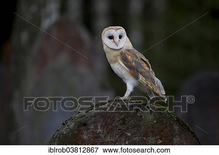 "Barn Owl (Tyto alba) on a grave stone, Czech Republic, Europe" View Large Photo Image Stock Photo - "Barn Owl (Tyto alba) on a grave stone, Czech Republic, Europe". Fotosearch