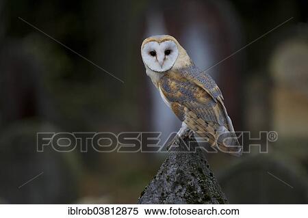 "Barn Owl (Tyto alba) on a grave stone, Czech Republic, Europe" View Large Photo Image Stock Photography - "Barn Owl (Tyto alba) on a grave stone, Czech Republic, Europe". Fotosearch