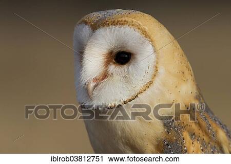 "Barn Owl (Tyto alba), portrait, Czech Republic, Europe" View Large Photo Image Stock Image - "Barn Owl (Tyto alba), portrait, Czech Republic, Europe". Fotosearch