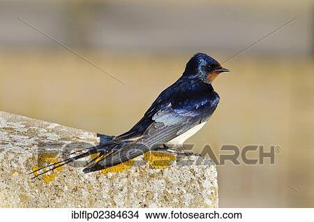 "Barn Swallow (Hirundo rustica), adult, perched on concrete wall, Minsmere RSPB Reserve, Suffolk, England, United Kingdom, Europe" View Large Photo Image Picture - "Barn Swallow (Hirundo rustica), adult, perched on concrete wall, Minsmere RSPB Reserve, Suffolk, England, United Kingdom, Europe". Fotosearch
