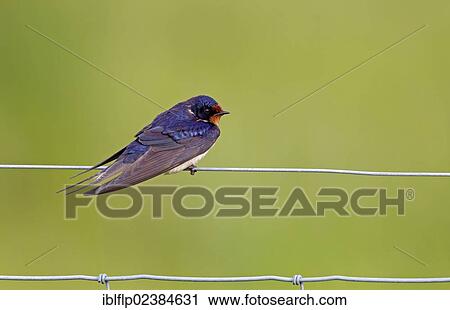 "Barn Swallow (Hirundo rustica), adult, perched on wire fence, Berwickshire, Scottish Borders, Scotland, United Kingdom, Europe" View Large Photo Image Stock Image - "Barn Swallow (Hirundo rustica), adult, perched on wire fence, Berwickshire, Scottish Borders, Scotland, United Kingdom, Europe". Fotosearch