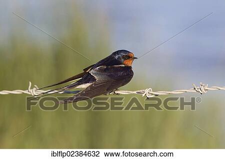 "Barn Swallow (Hirundo rustica), adult male, perched on barbed wire fence, Suffolk, England, United Kingdom, Europe" View Large Photo Image Stock Image - "Barn Swallow (Hirundo rustica), adult male, perched on barbed wire fence, Suffolk, England, United Kingdom, Europe". Fotosearch