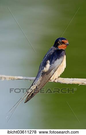 Stock Photo - "Barn Swallow (Hirundo rustica) sitting on a bulrush, Central Macedonia, Greece, Europe". Fotosearch