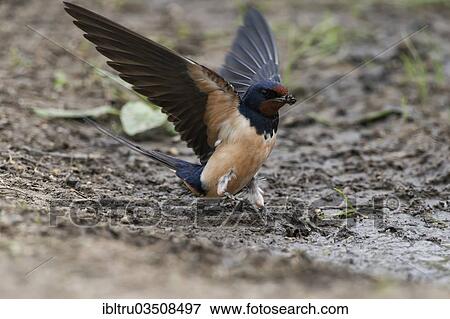"Barn Swallow (Hirundo rustica) collecting nesting material, Burgenland, Austria, Europe" View Large Photo Image Stock Photo - "Barn Swallow (Hirundo rustica) collecting nesting material, Burgenland, Austria, Europe". Fotosearch